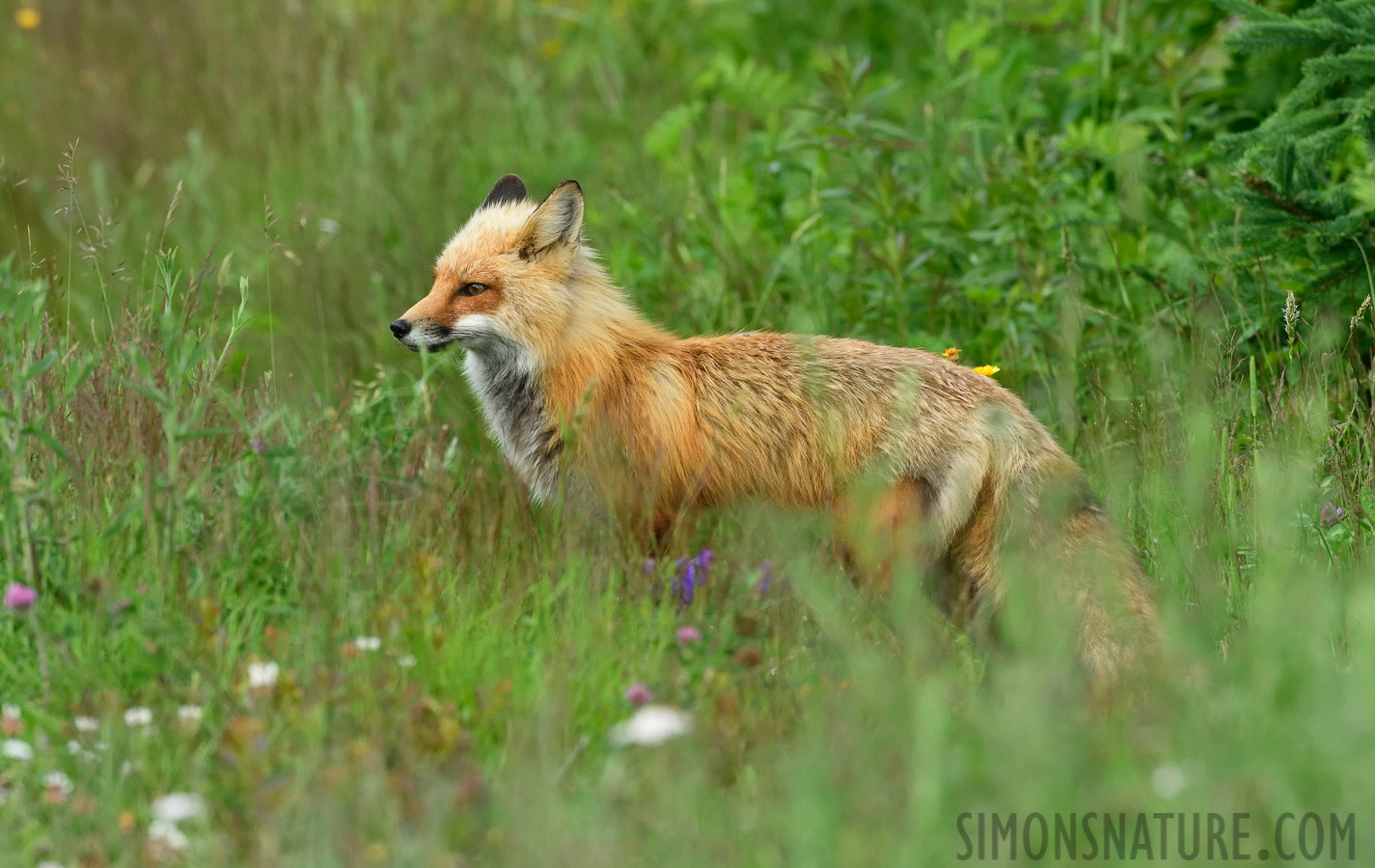 Vulpes vulpes fulvus [400 mm, 1/400 sec at f / 8.0, ISO 1600]